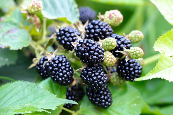 Cost of Blackberry Bush Removal in Orange