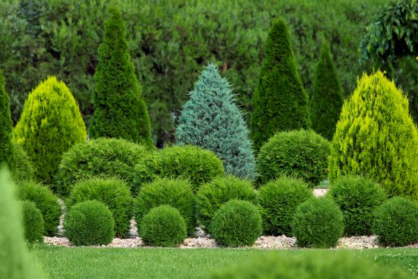 Cost of Bush Shaping Service in Orange
