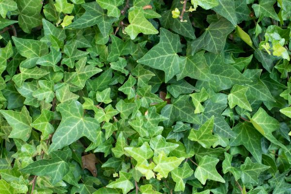 Cost of English Ivy Removal in Orange
