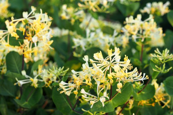 Cost of Honeysuckle Removal in Orange