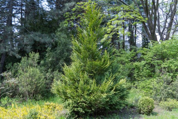 Cost of Juniper Pruning in Orange