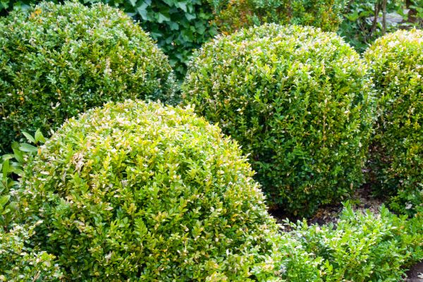 Cost of Landscape Trimming Service in Orange