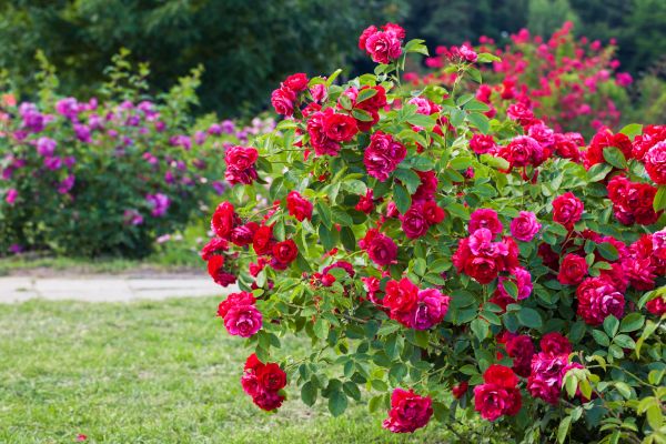 Cost of Rose Bush Pruning in Orange