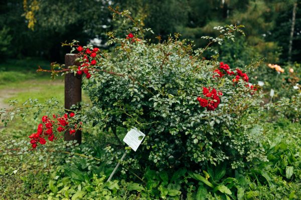 Cost of Rose Bush Removal in Orange