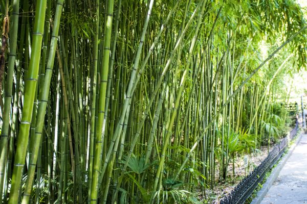 Cost of Bamboo Root Removal in Orange