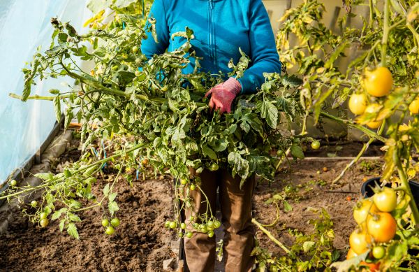 Cost of Garden Plant Removal in Orange