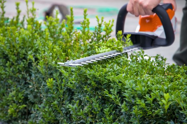 Cost of Hedge Shearing in Orange