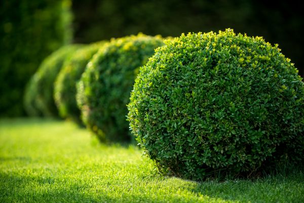 Cost of Bush Pruning in Orange
