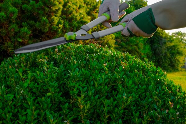 Cost of Topiary Shearing in Orange