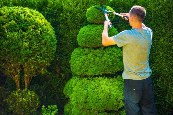 Cost of Topiary Shaping in Orange