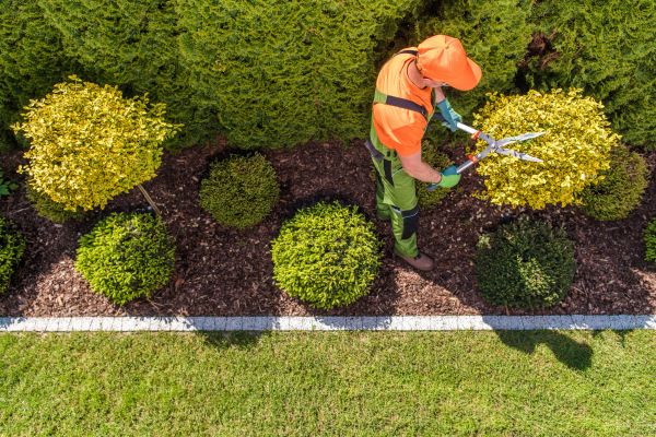 Cost of Topiary Trimming in Orange