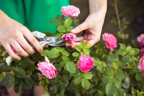 Cost of Rose Shearing in Orange