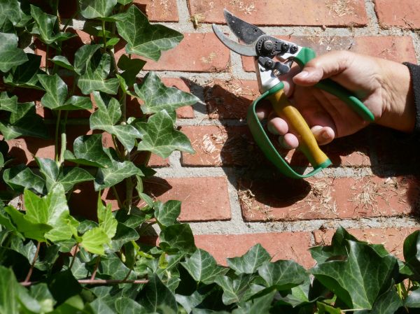 Cost of Ivy Removal Service in Orange