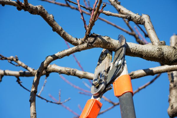 Cost of Selective Pruning in Orange