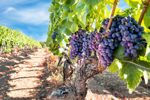 Cost of Grapevine Pruning in Orange