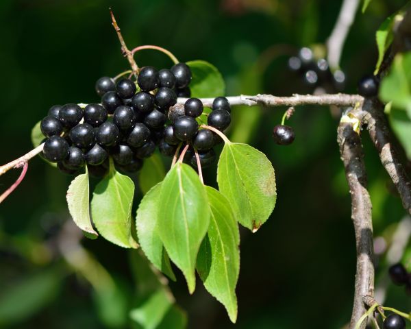 Cost of Buckthorn Removal in Orange