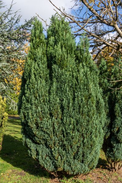 Cost of Juniper Trimming in Orange