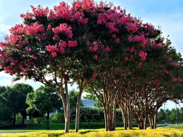 Cost of Crepe Myrtle Pruning in Orange