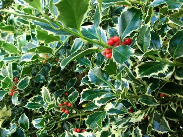 Cost of Holly Bushes Trimming in Orange