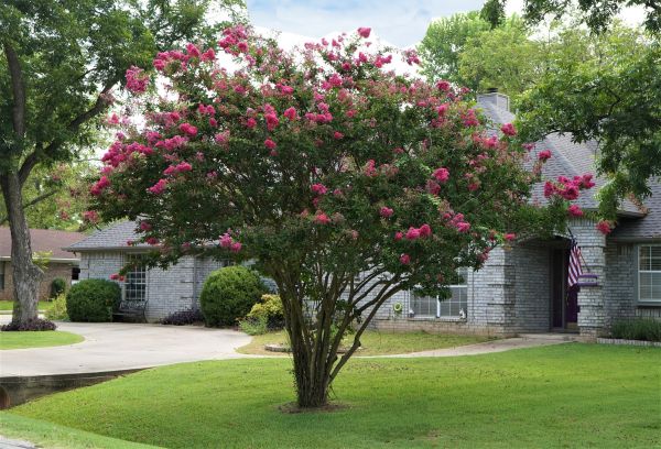 Cost of Crepe Myrtle Trimming in Orange