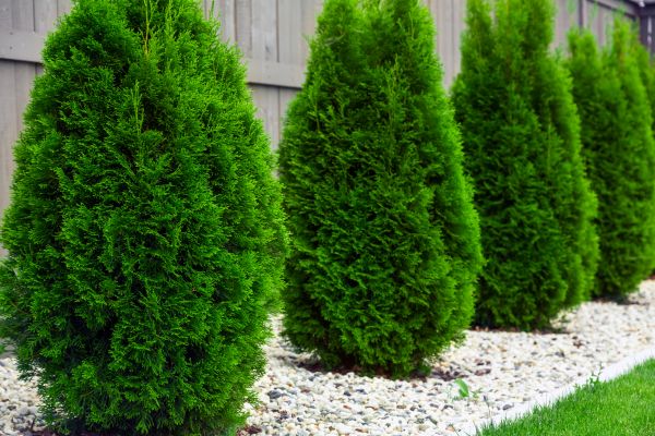 Cost of Arborvitae Removal in Orange