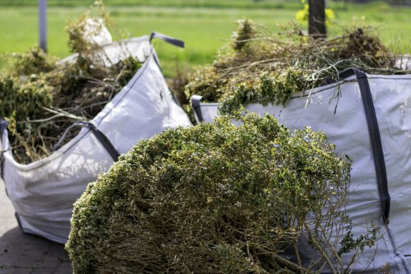 Cost of Shrubs Removal in Orange
