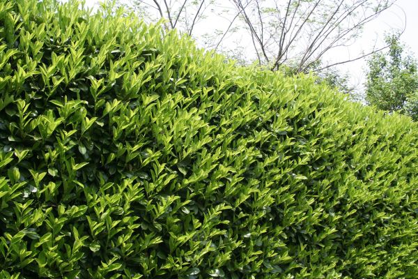 Cost of Laurel Shrub Removal in Orange