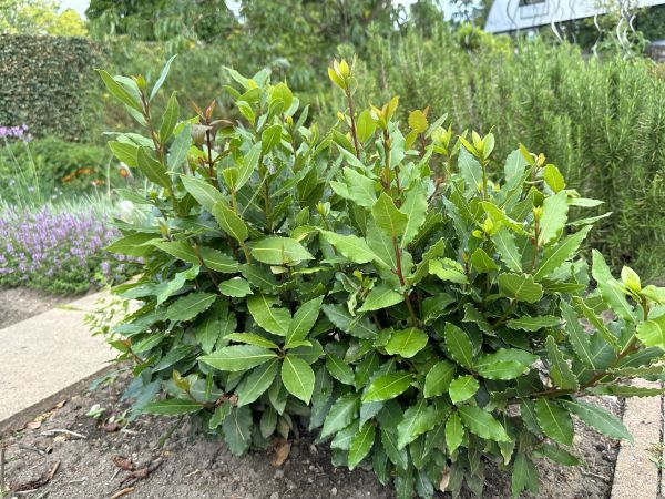 Cost of Laurel Hedge Removal in Orange