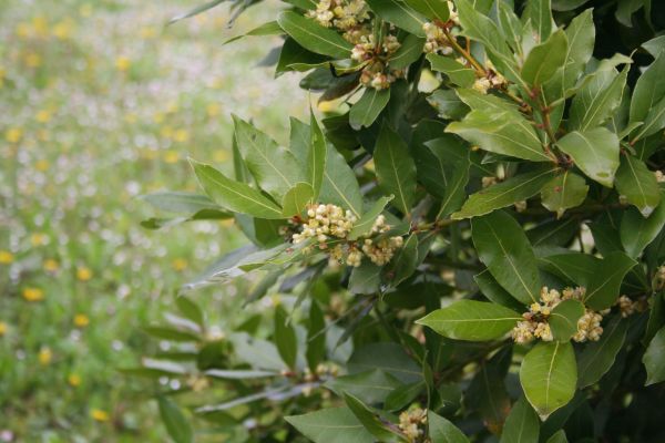 Cost of Laurel Trimming in Orange