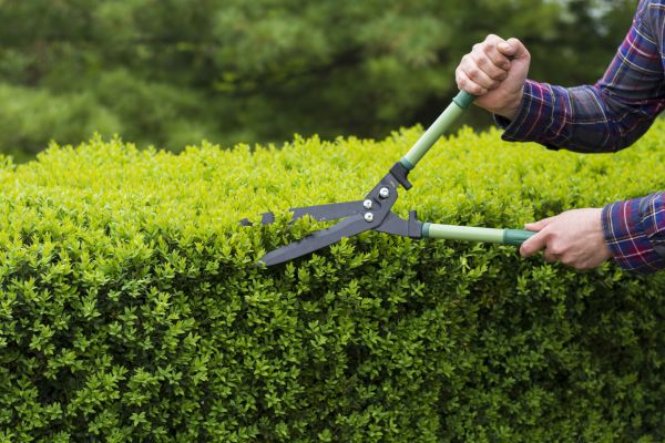 Cost of Evergreen Shrub Pruning in Orange