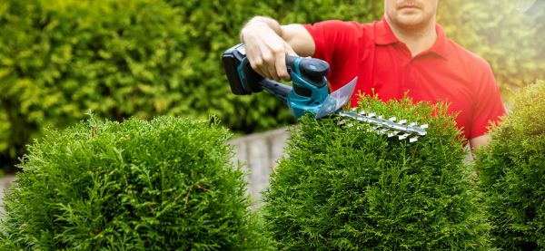 Cost of Hedge Shaping Service in Orange