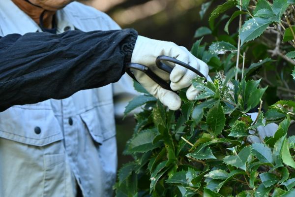 Cost of Holly Pruning in Orange