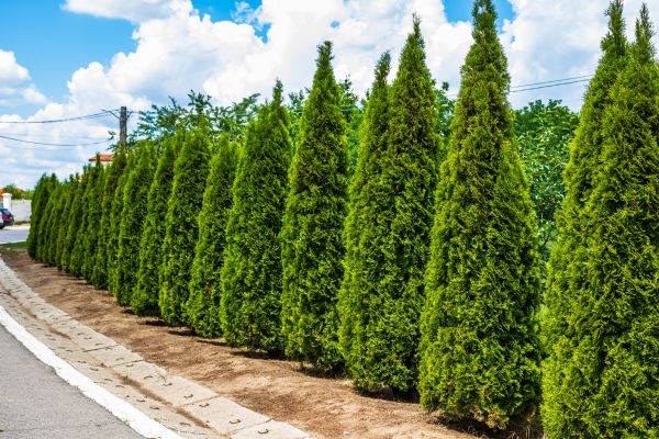 Cost of Arborvitae Shearing in Orange