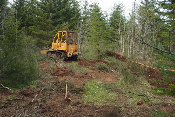 Cost of Shrubbery Clearing in Orange