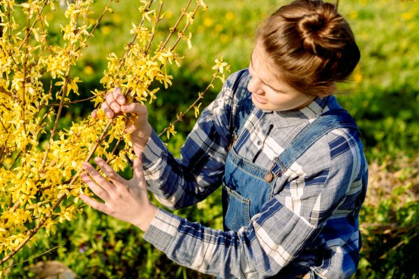 Cost of Forsythia Trimming in Orange