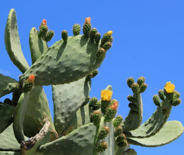 Cost of Cactus Removal in Orange