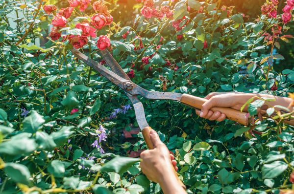 Cost of Knockout Roses Pruning in Orange