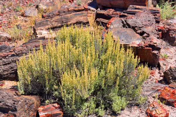 Cost of Sagebrush Removal in Orange
