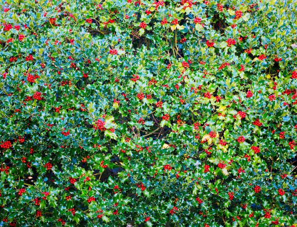 Cost of Holly Bush Removal in Orange