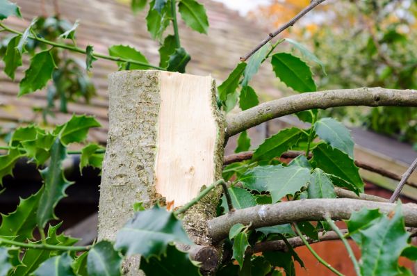 Cost of Holly Tree Removal in Orange