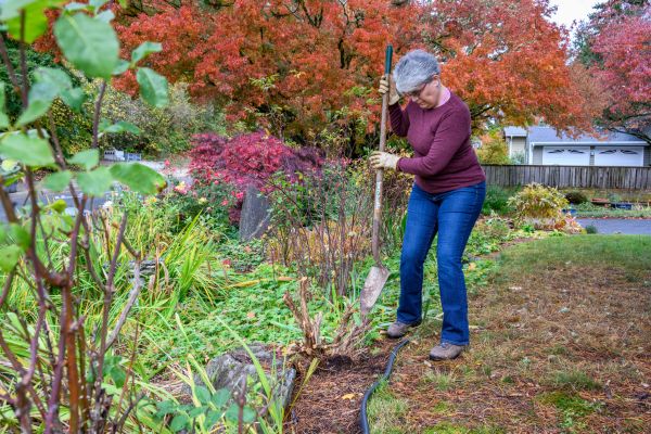 Cost of Dead Bush Removal in Orange