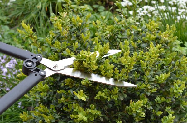 Cost of Boxwood Trimming in Orange