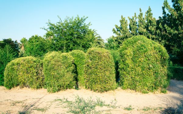 Cost of Bamboo Hedge Removal in Orange