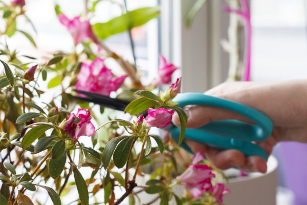 Cost of Azalea Pruning in Orange