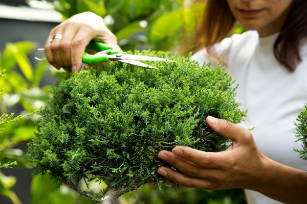 Cost of Juniper Shrub Pruning in Orange