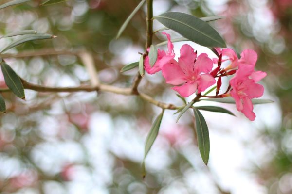 Cost of Oleander Removal in Orange