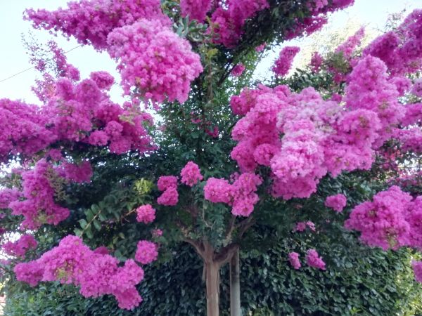 Cost of Crape Myrtle Pruning in Orange
