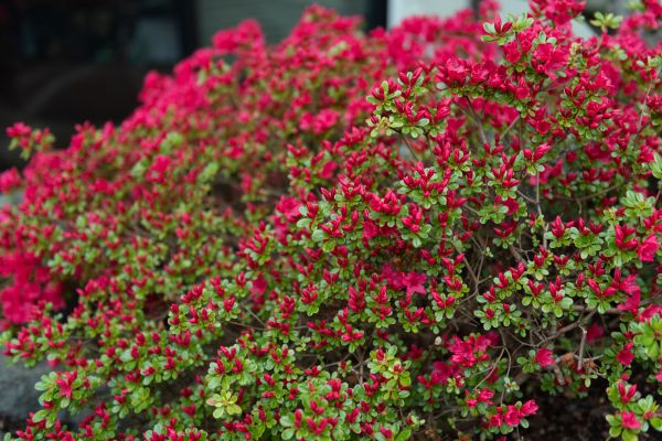 Cost of Weigela Removal Service in Orange