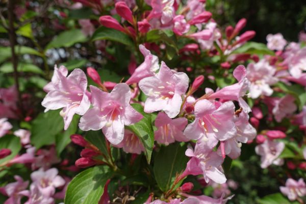 Cost of Weigela Pruning Service in Orange