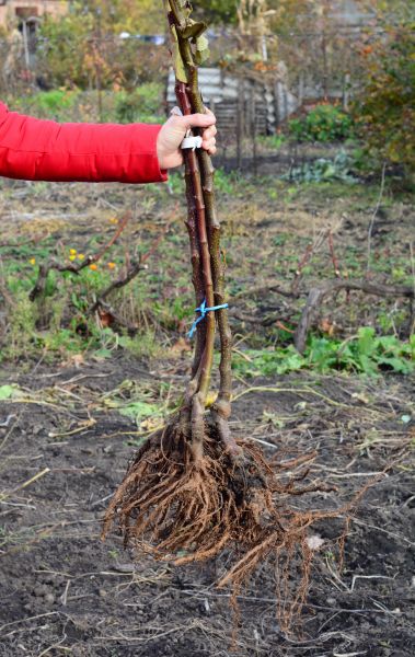 Cost of Shrub Root Removal in Orange